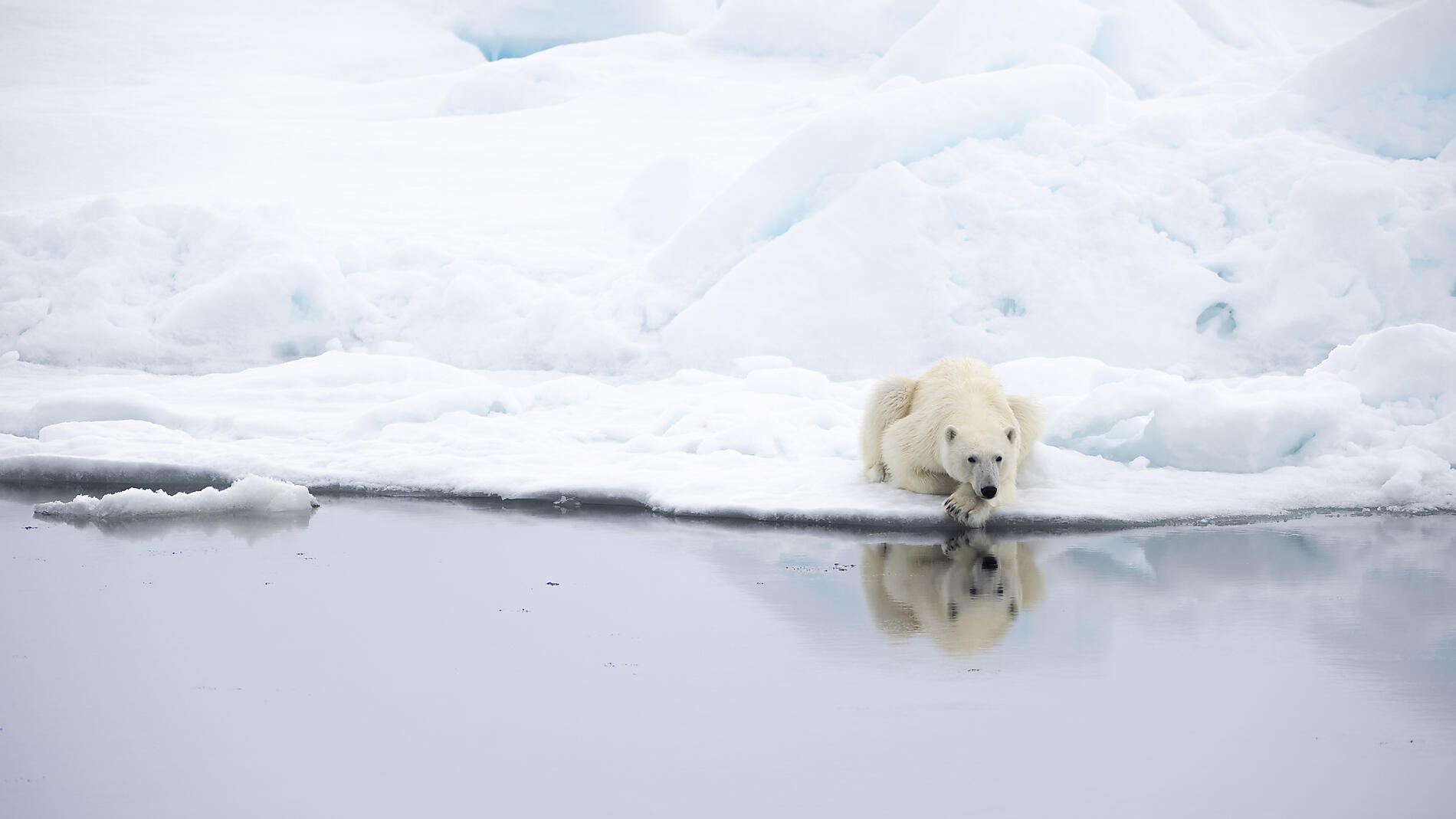 Northeast Greenland's unexplored sea ice