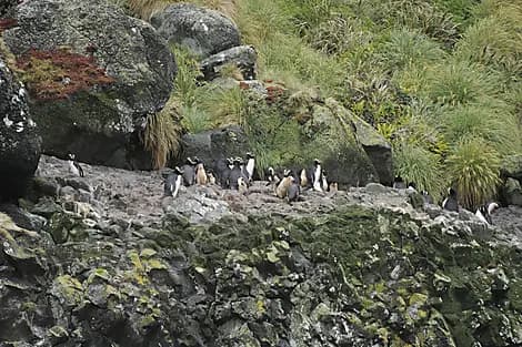 24 Jan 26 - Antipodes Islands