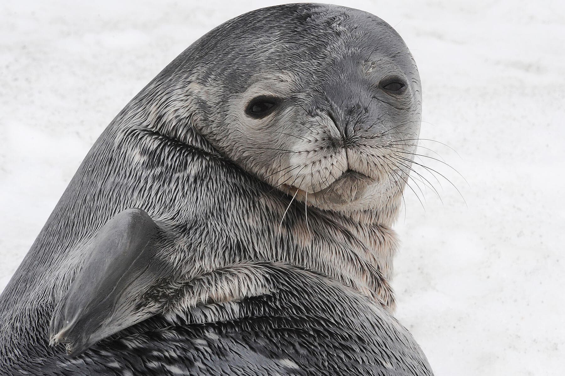 Antarctica: The White Continent – with Smithsonian Journeys ©NathalieMichel