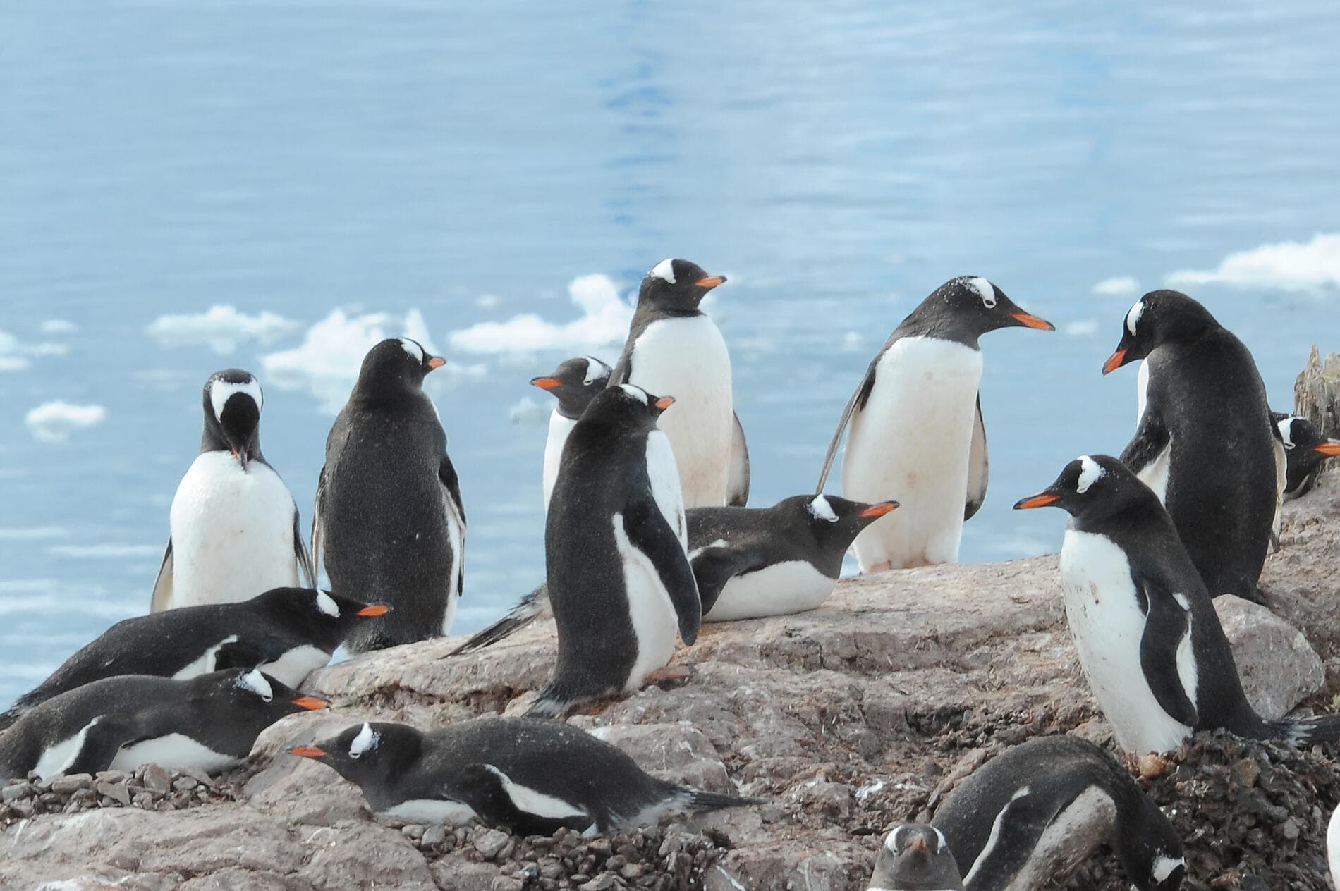 Antarctica: The White Continent – with Smithsonian Journeys ©StudioPONANT/Nathalie Michel