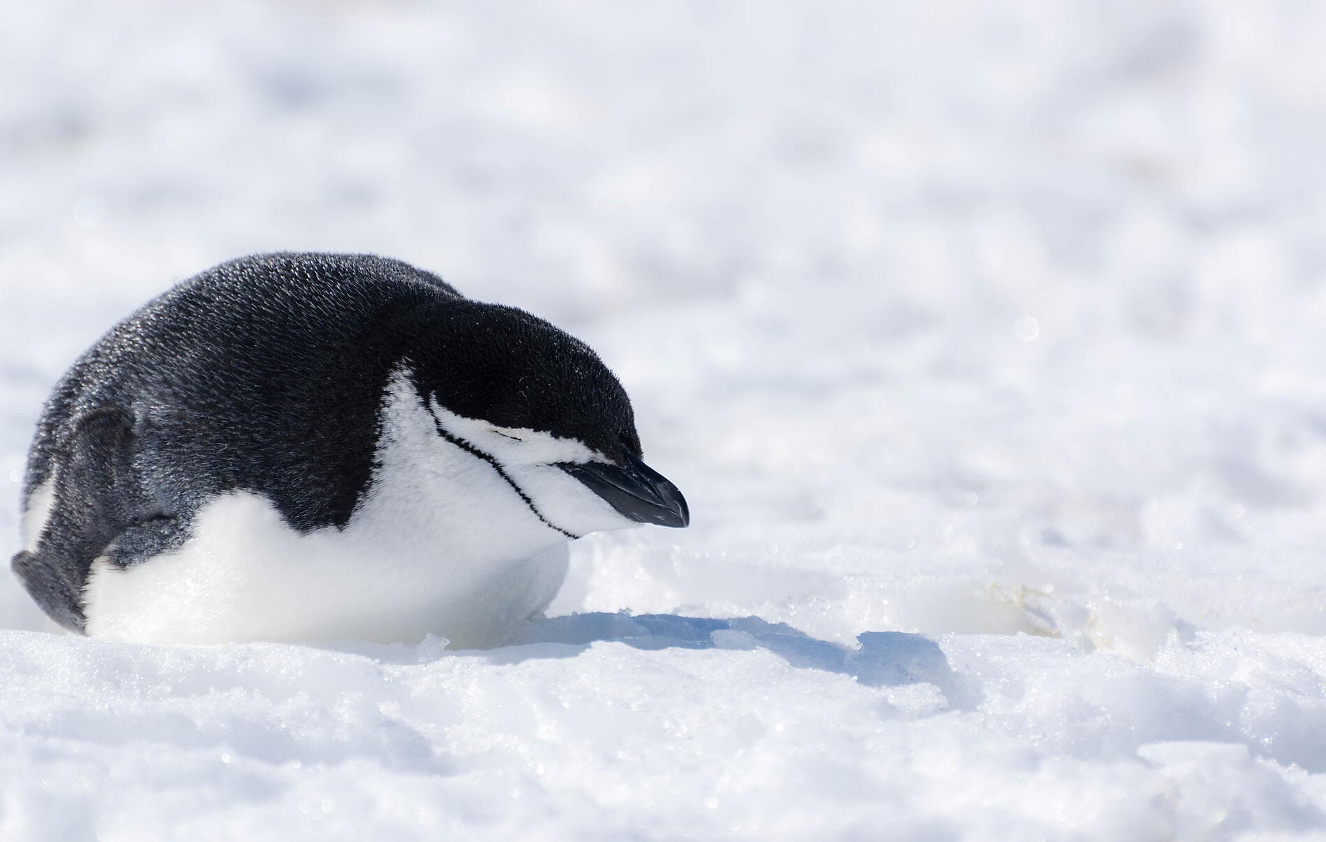 Antarctica: The White Continent – with Smithsonian Journeys 