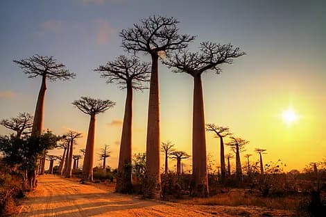 23 Dec 26 - Morondava