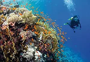 Diving