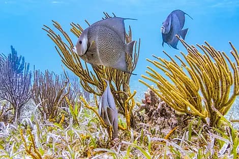 30 Dec 25 - Half Moon Caye