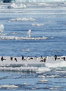31 Jan 27 > 7 Feb 27 - Ross Sea Region