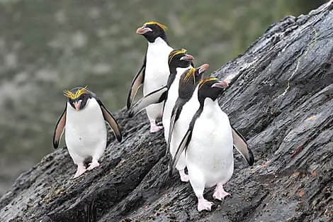 19 Jan 26 > 20 Jan 26 - Macquarie Island