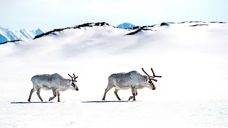 15 Jun 26 - Soraust-Svalbard Nature Reserve