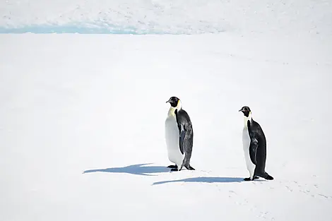 1 Mar 27 - The Weddell Sea exploration