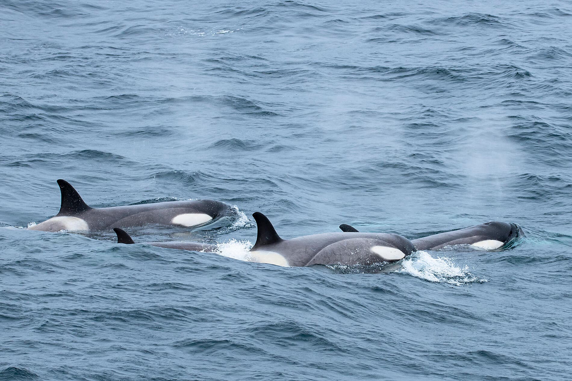 The Emperor Penguins of Weddell Sea 