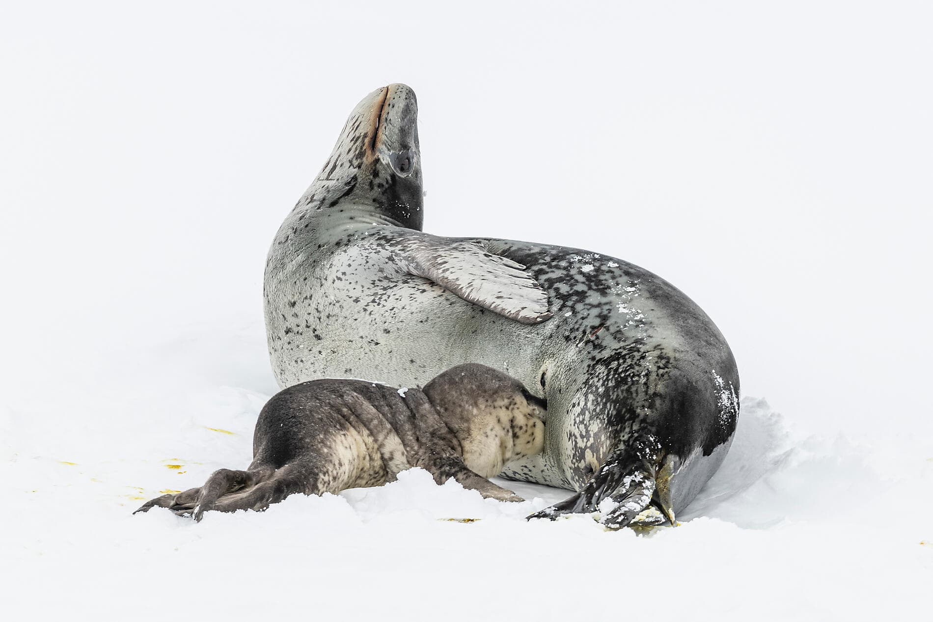 The Emperor Penguins of Weddell Sea 