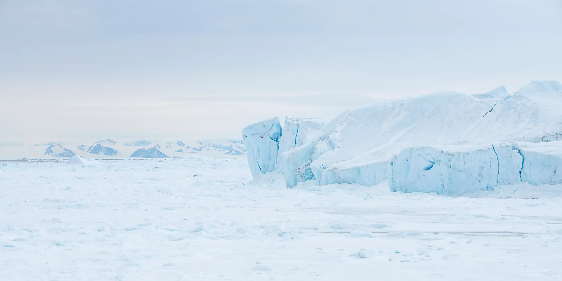 The Emperor Penguins of Weddell Sea 