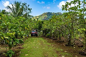 Huahine safari expedition