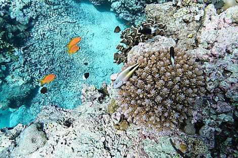 6 Feb 26 - Astove Island