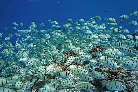 3 Nov 26 - Makatea, Tuamotu Islands