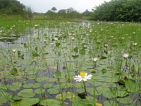 27 Nov 25 - Orango Island, Bijagos