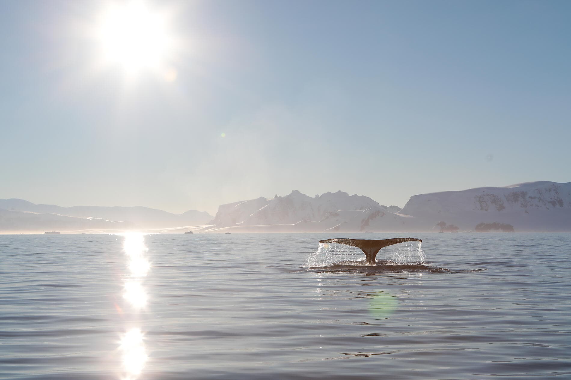 In the ice of the Arctic, from Svalbard to Greenland ©StudioPONANT-Margot.Sib
