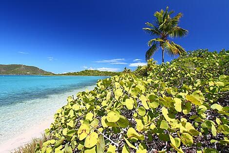 21 Jan 26 - Beef Island