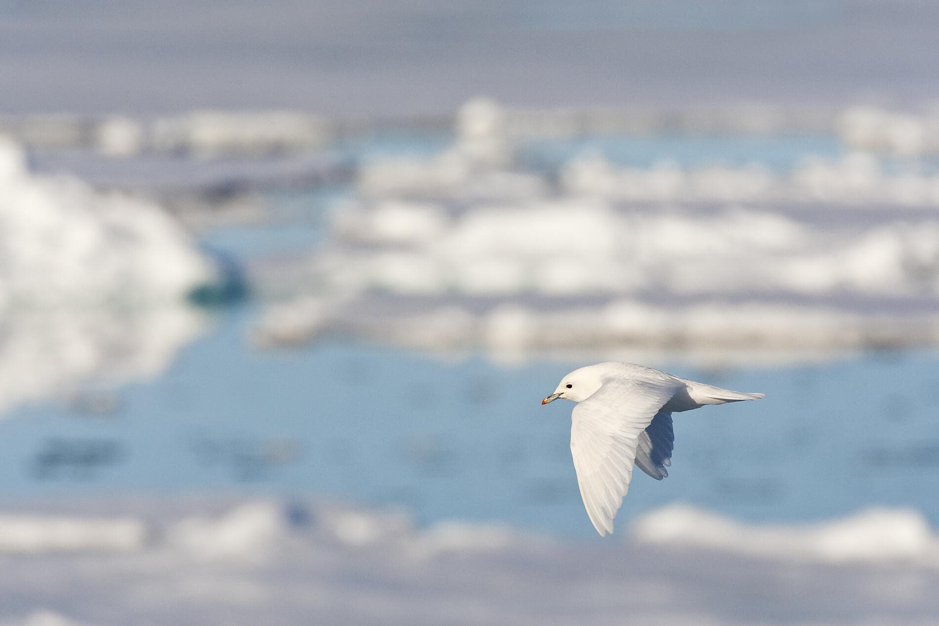 Transarctic, the Quest for the Two North Poles @AdobeStock