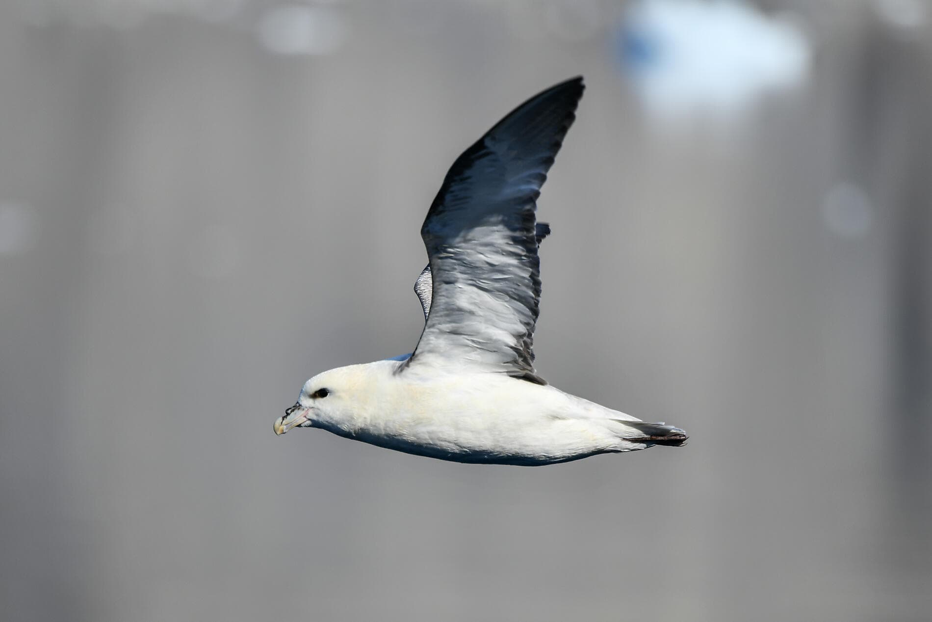Baffin Bay secrets 