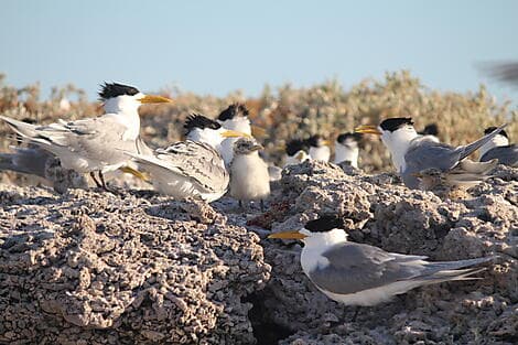 23 Aug 25 - Abrolhos Islands Marine Park