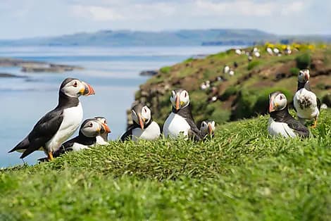21 Aug 26 - Lunga, Treshnish Isles