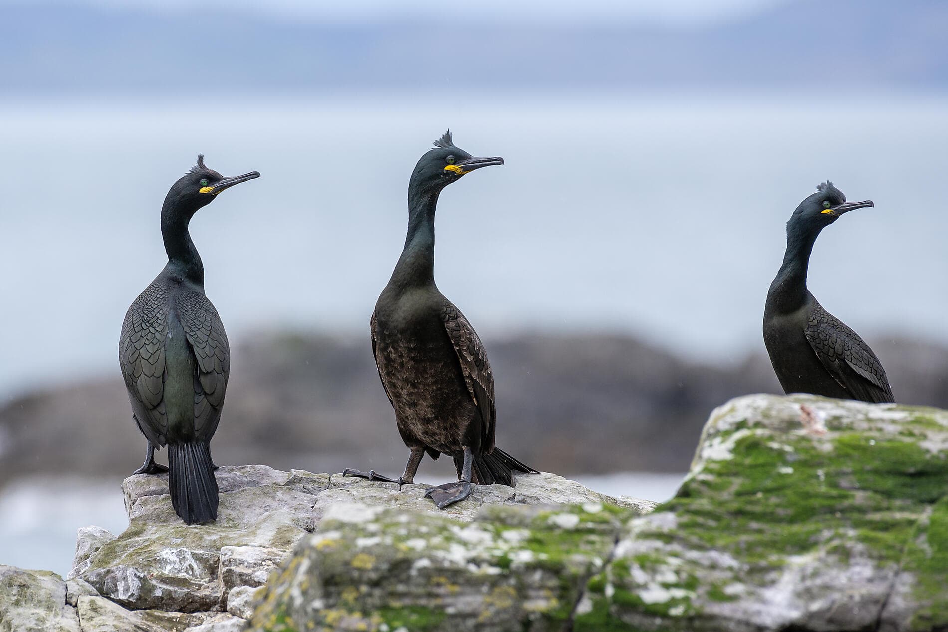 Shetland, Orkney & Hebrides 