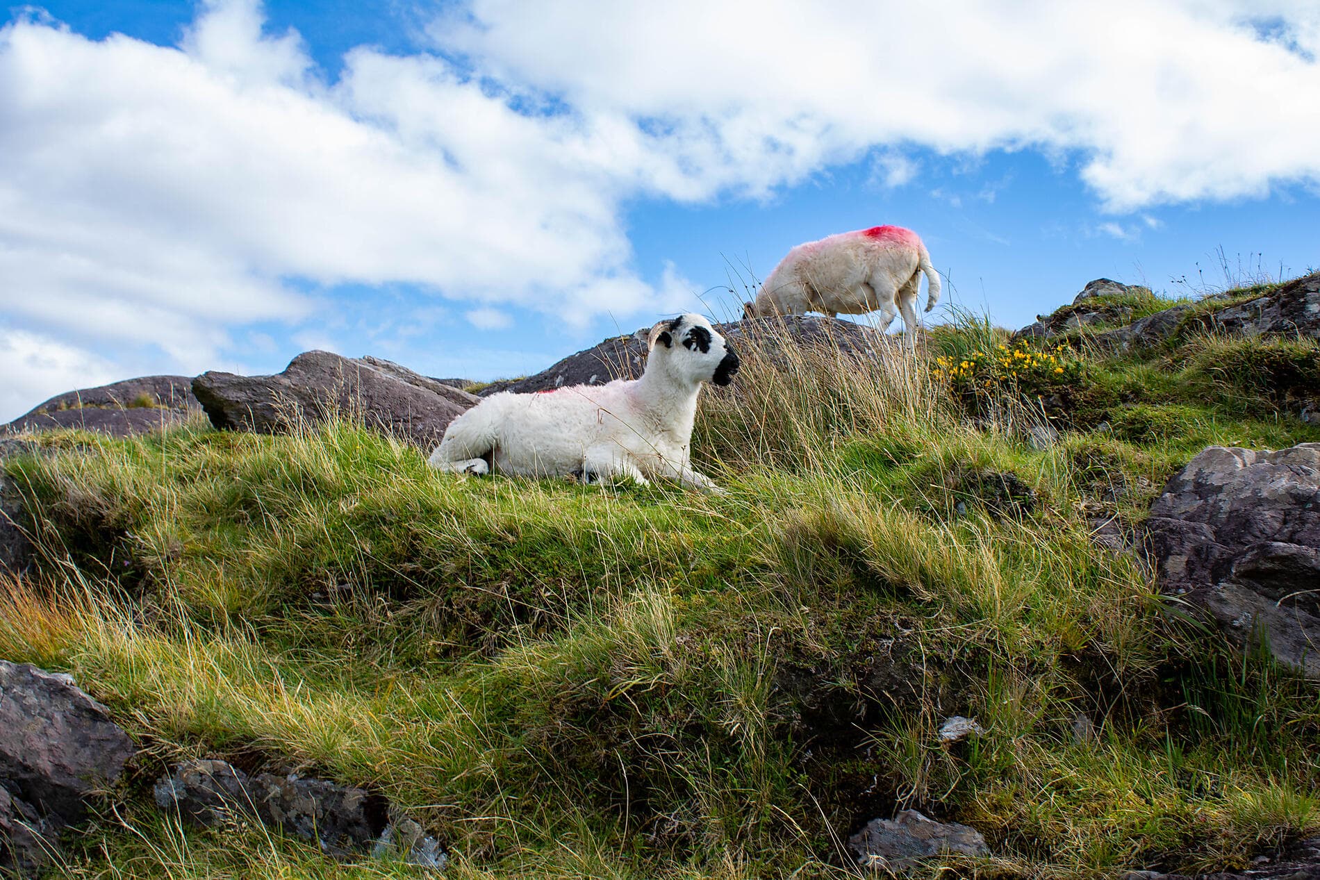 Natural and cultural discoveries in Celtic lands 