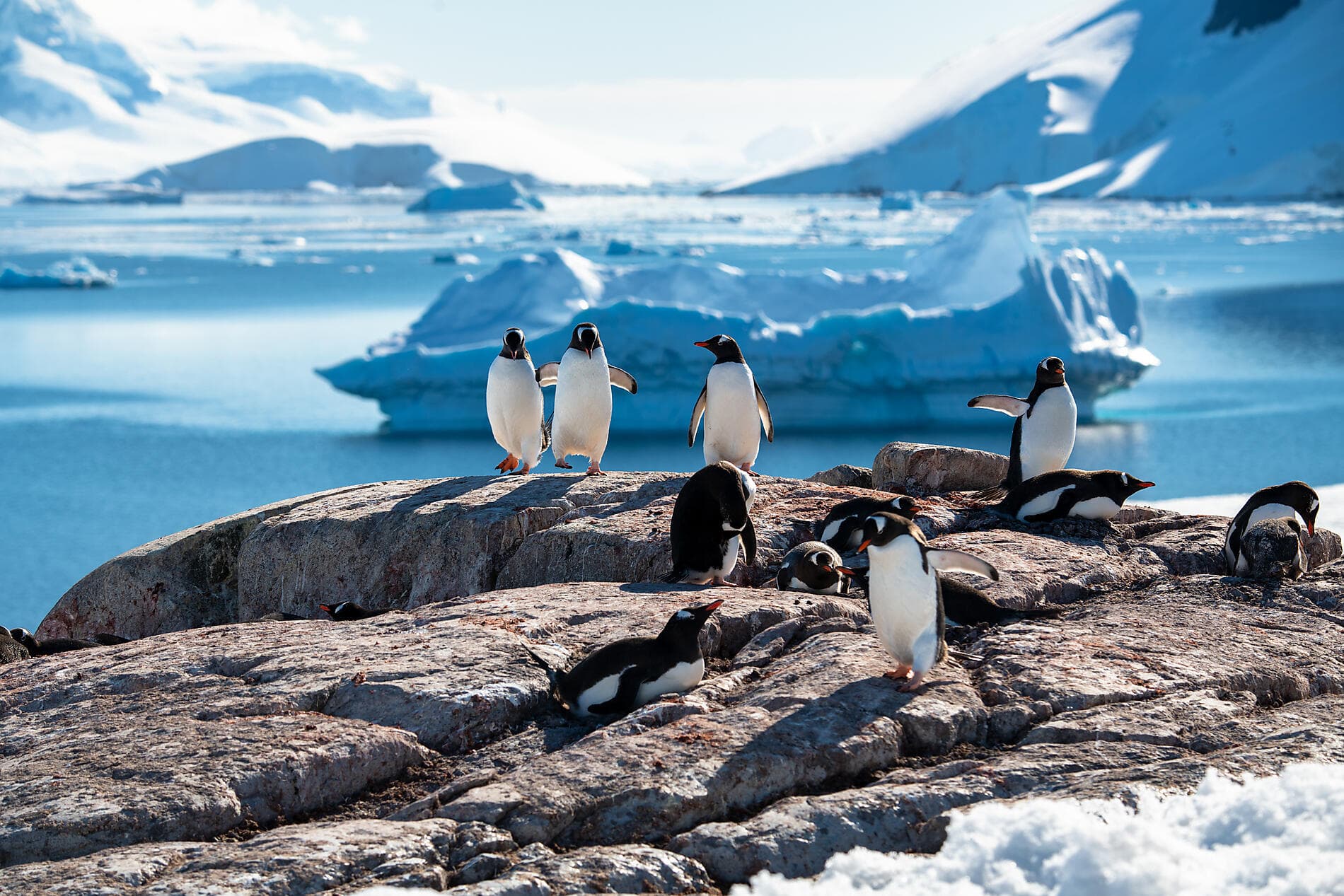 Emblematic Antarctica 