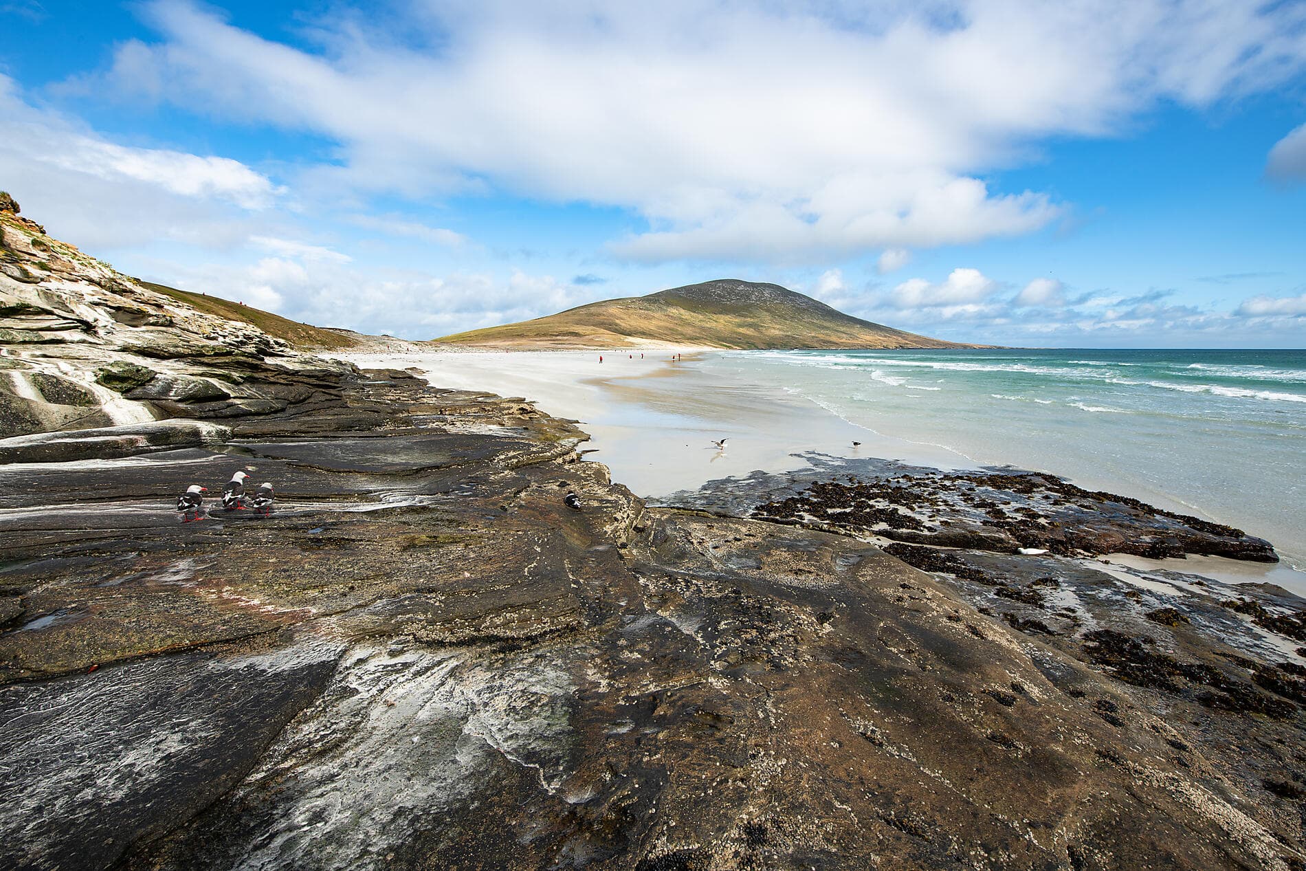 The Great Austral Loop 