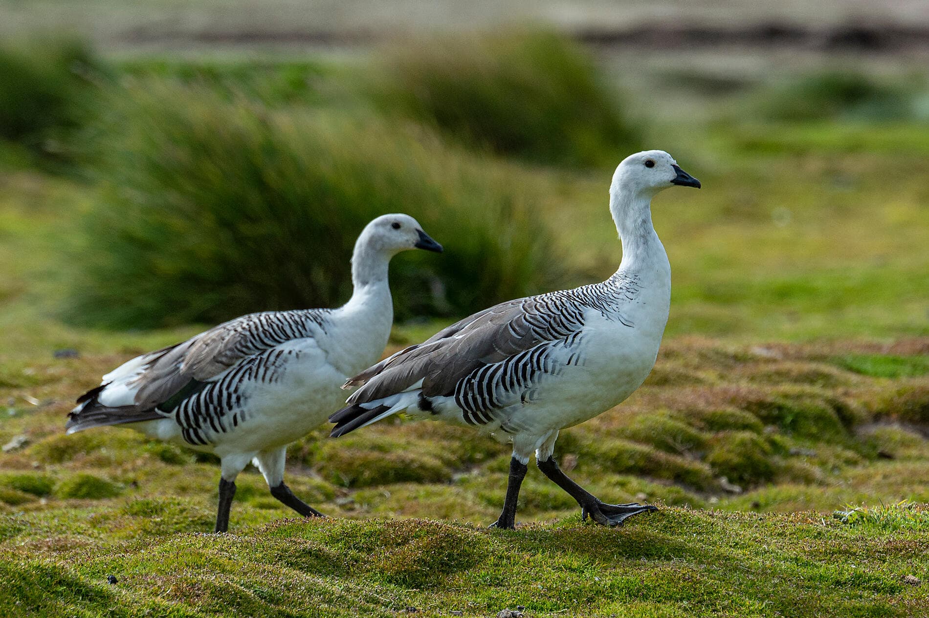 Journey to Austral Lands and Valdes Peninsula 