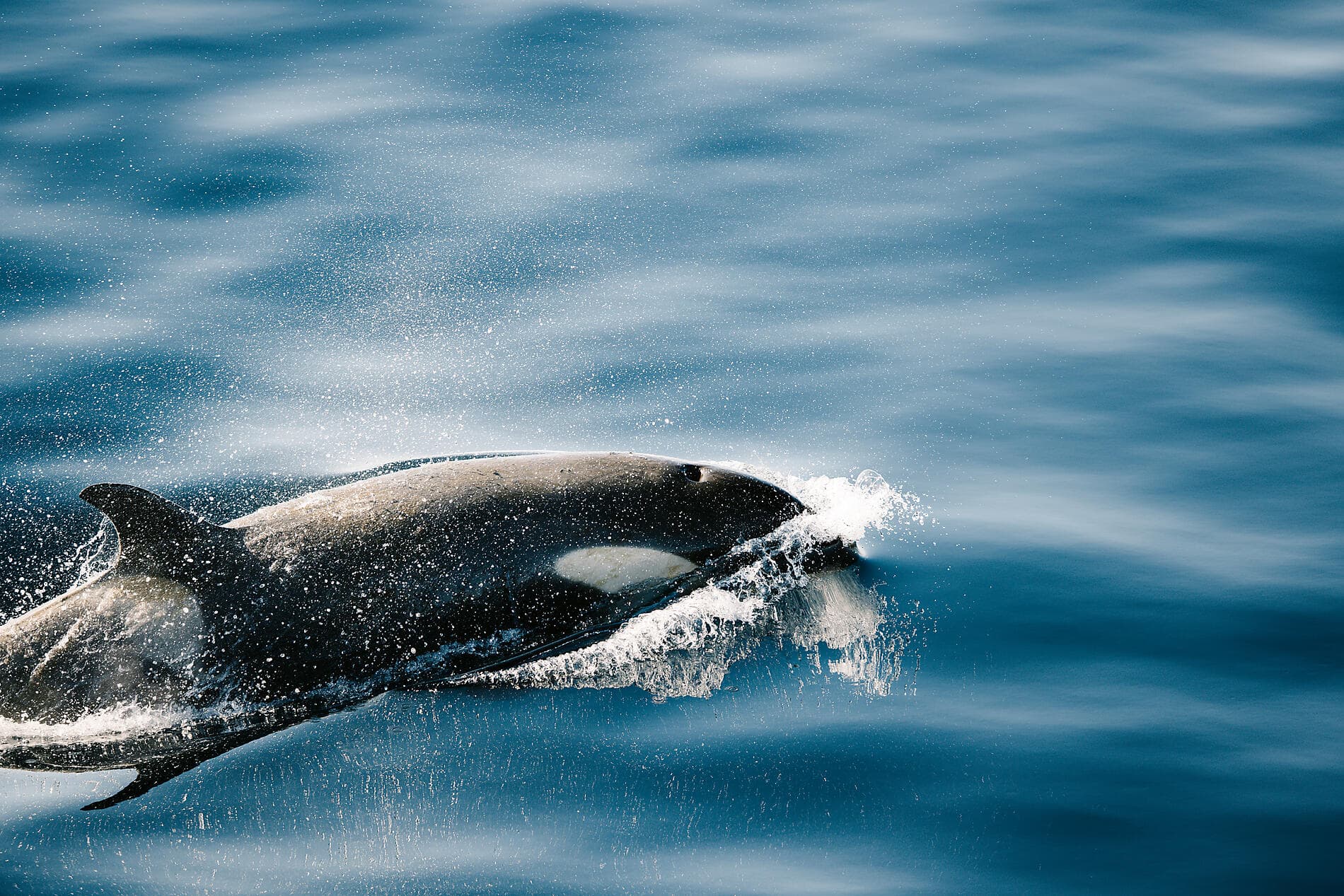 Unexplored East Antarctica & French Southern Lands 