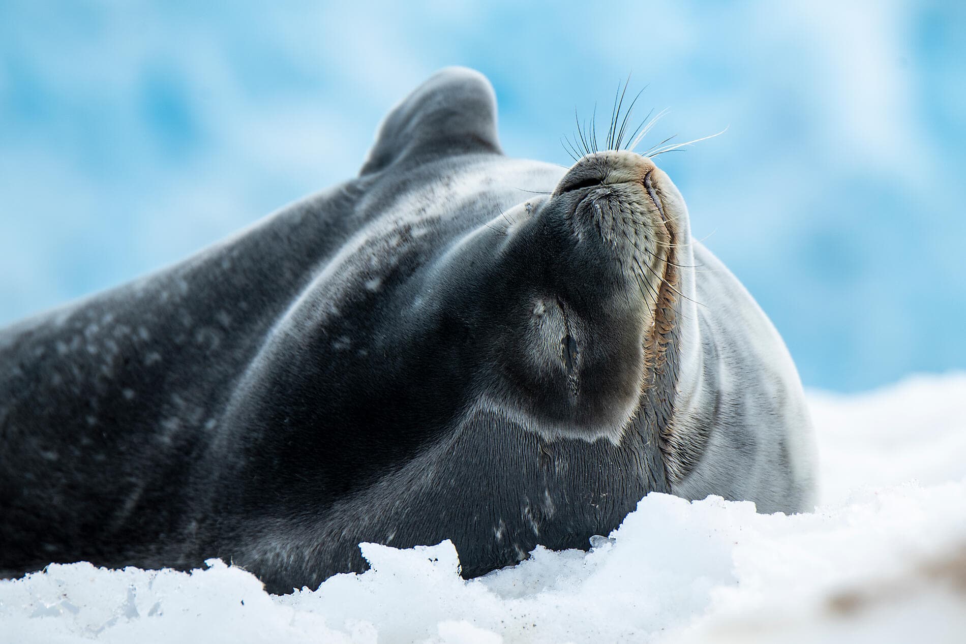 Unexplored East Antarctica & French Southern Lands 