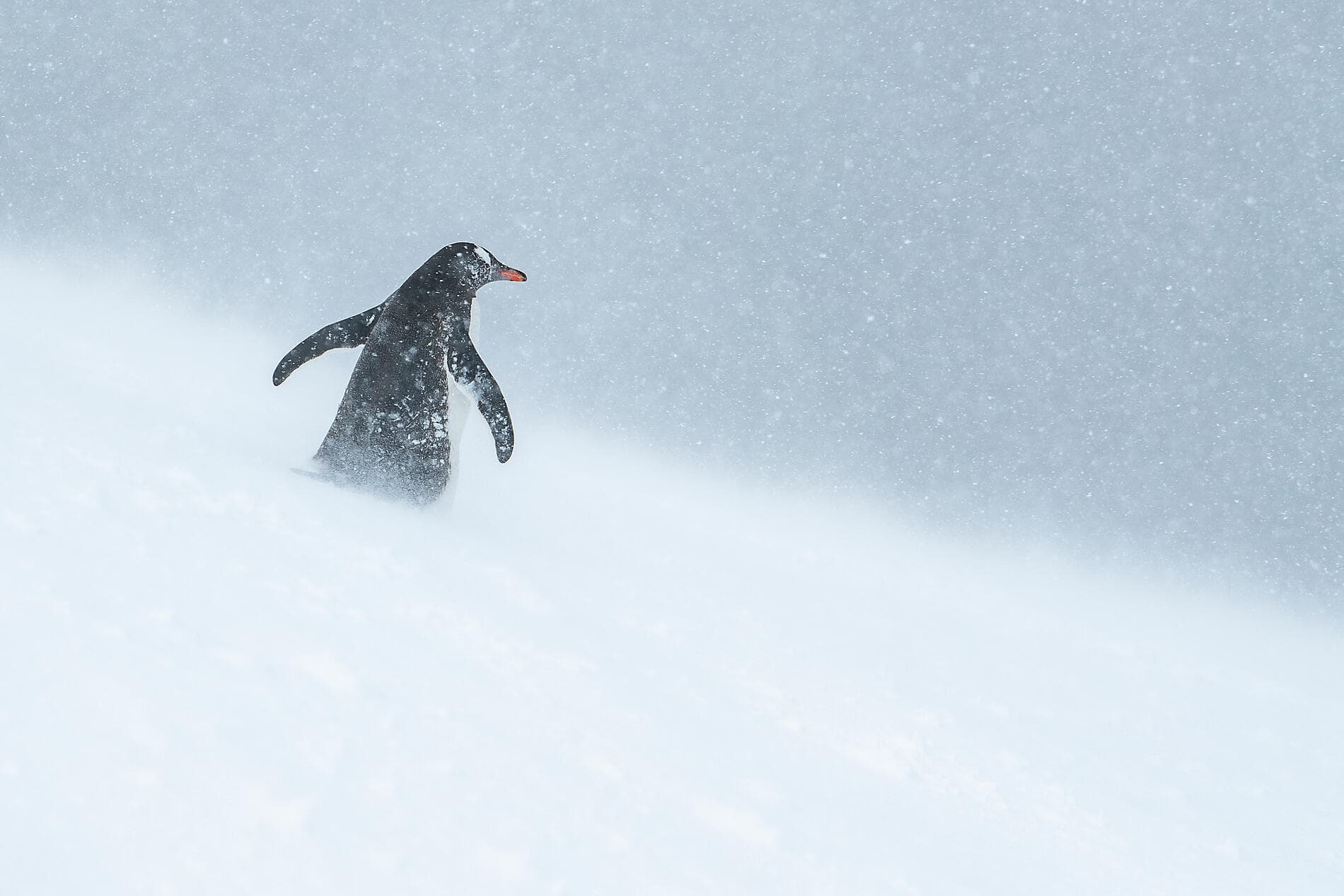 Unexplored East Antarctica & French Southern Lands 