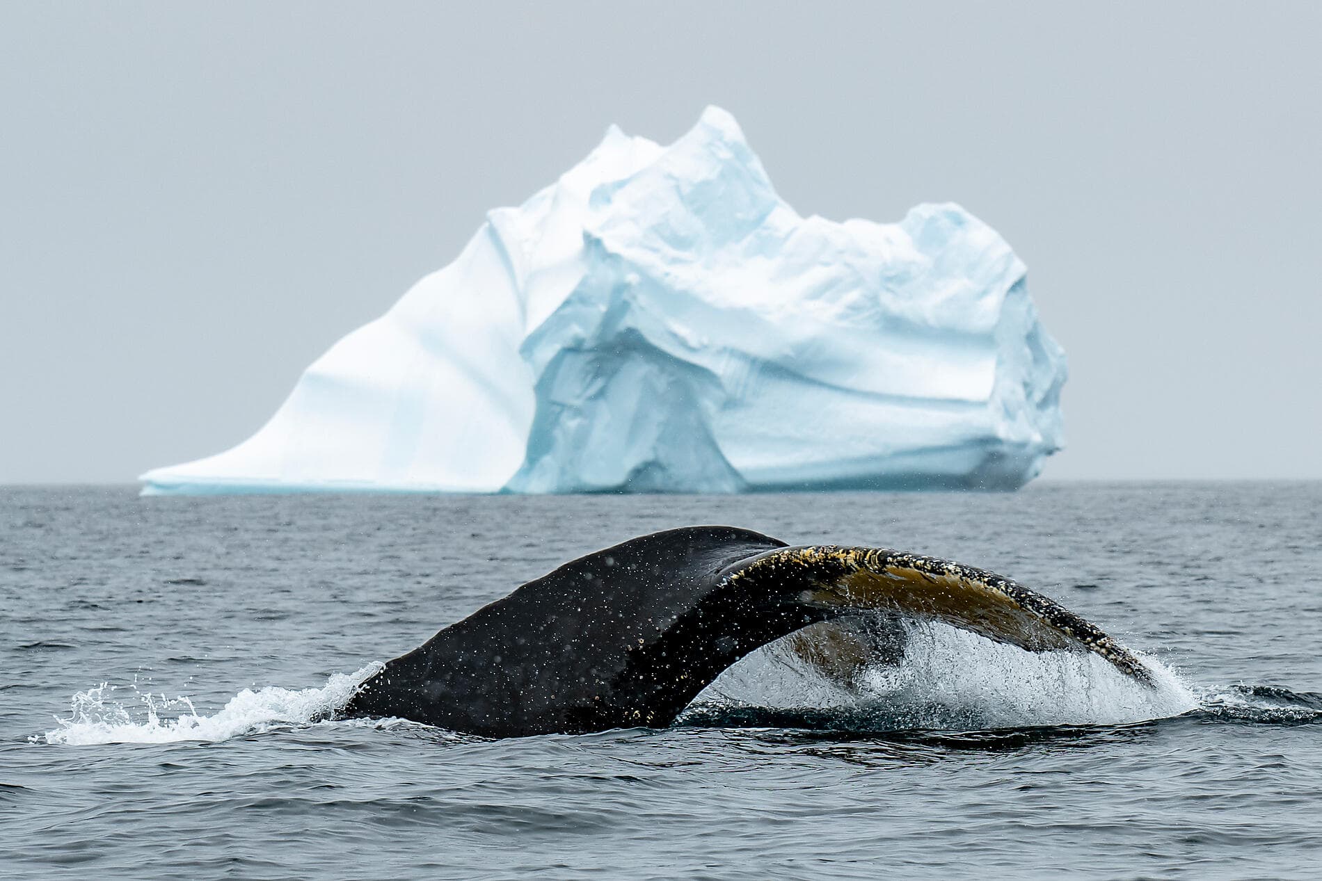 Unexplored East Antarctica & French Southern Lands 
