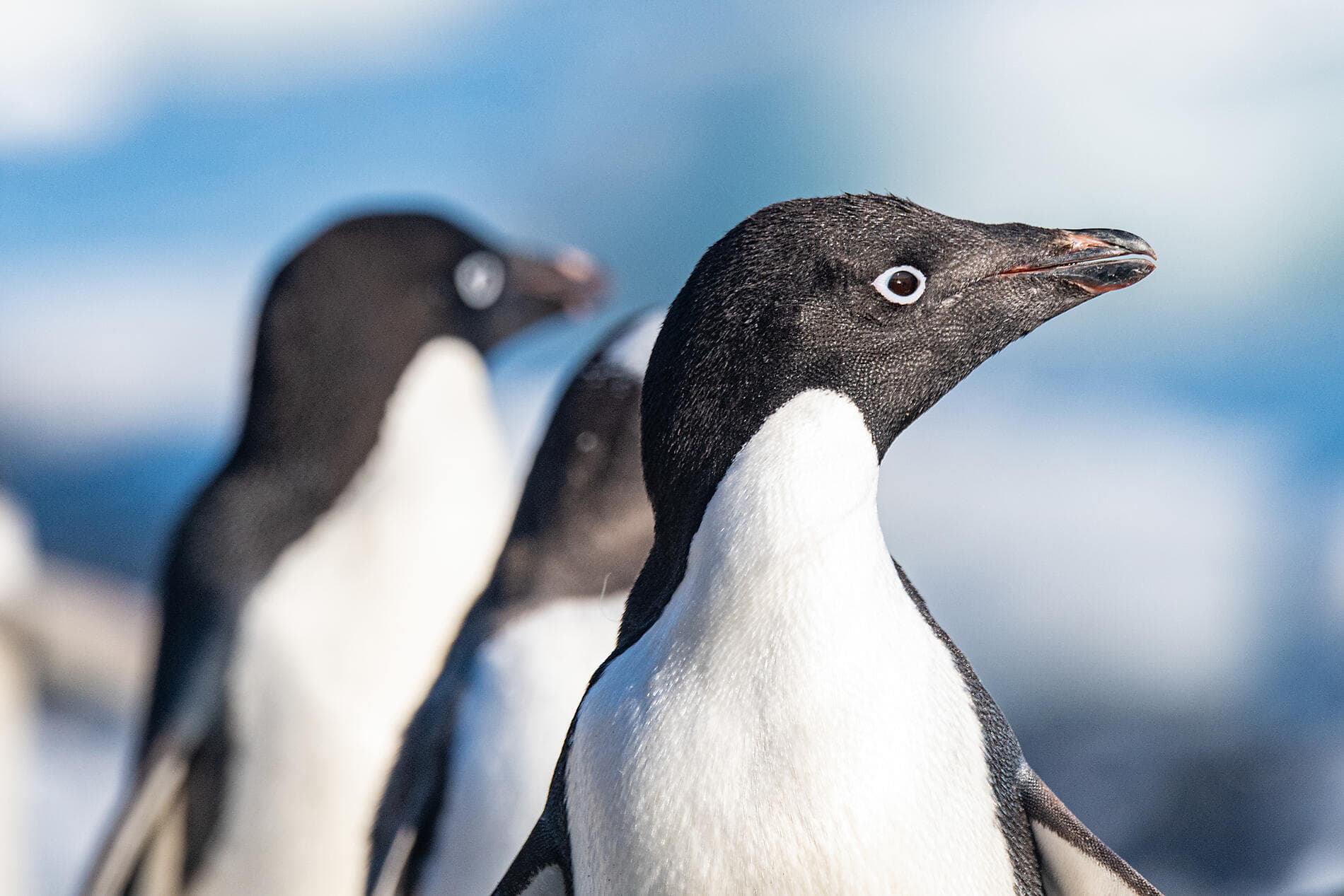 Unexplored Antarctica between Two Continents 