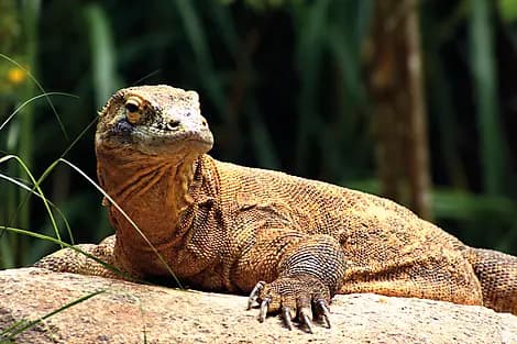 24 Oct 25 - Komodo National Park