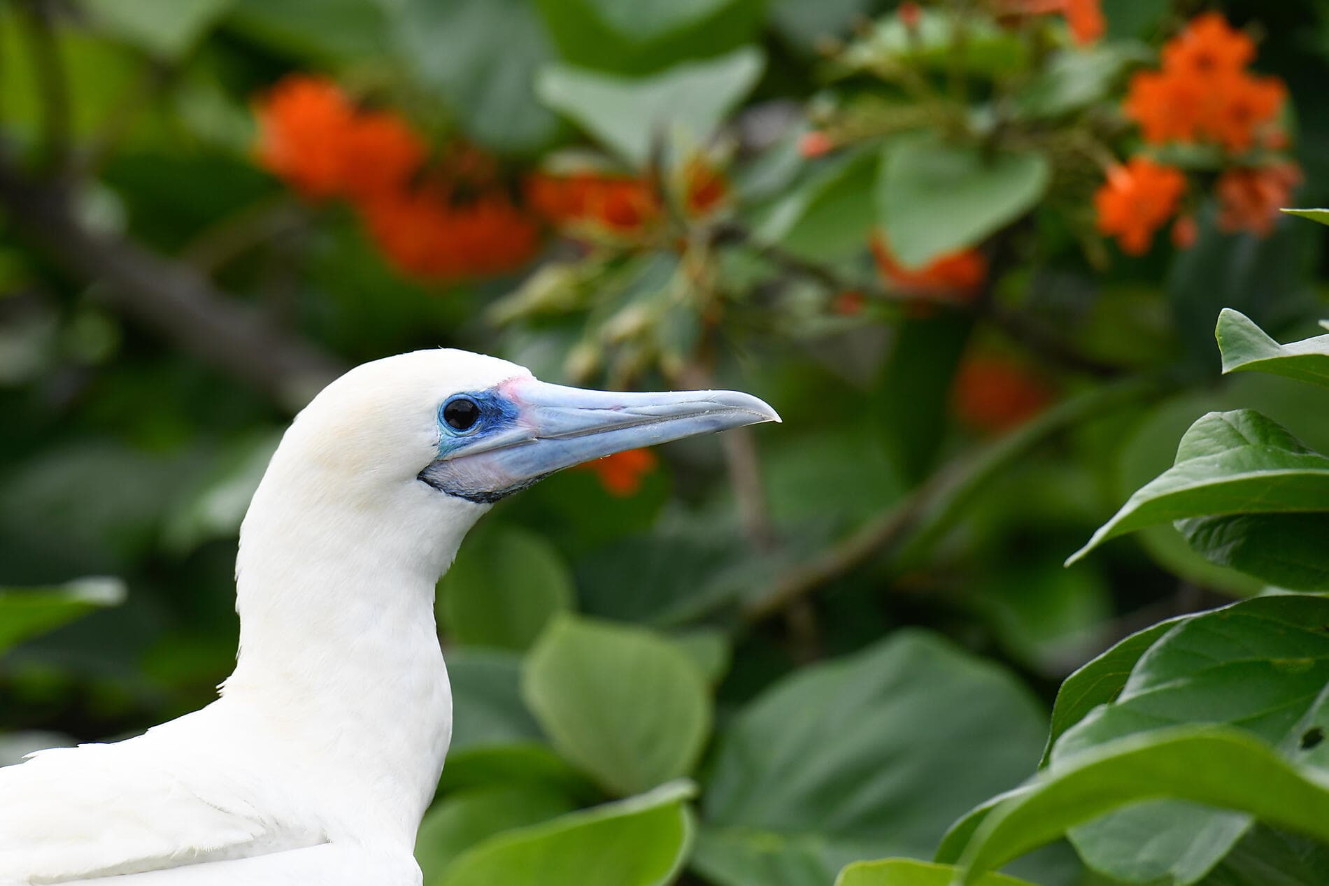 Natural sanctuaries & Caribbean encounters 