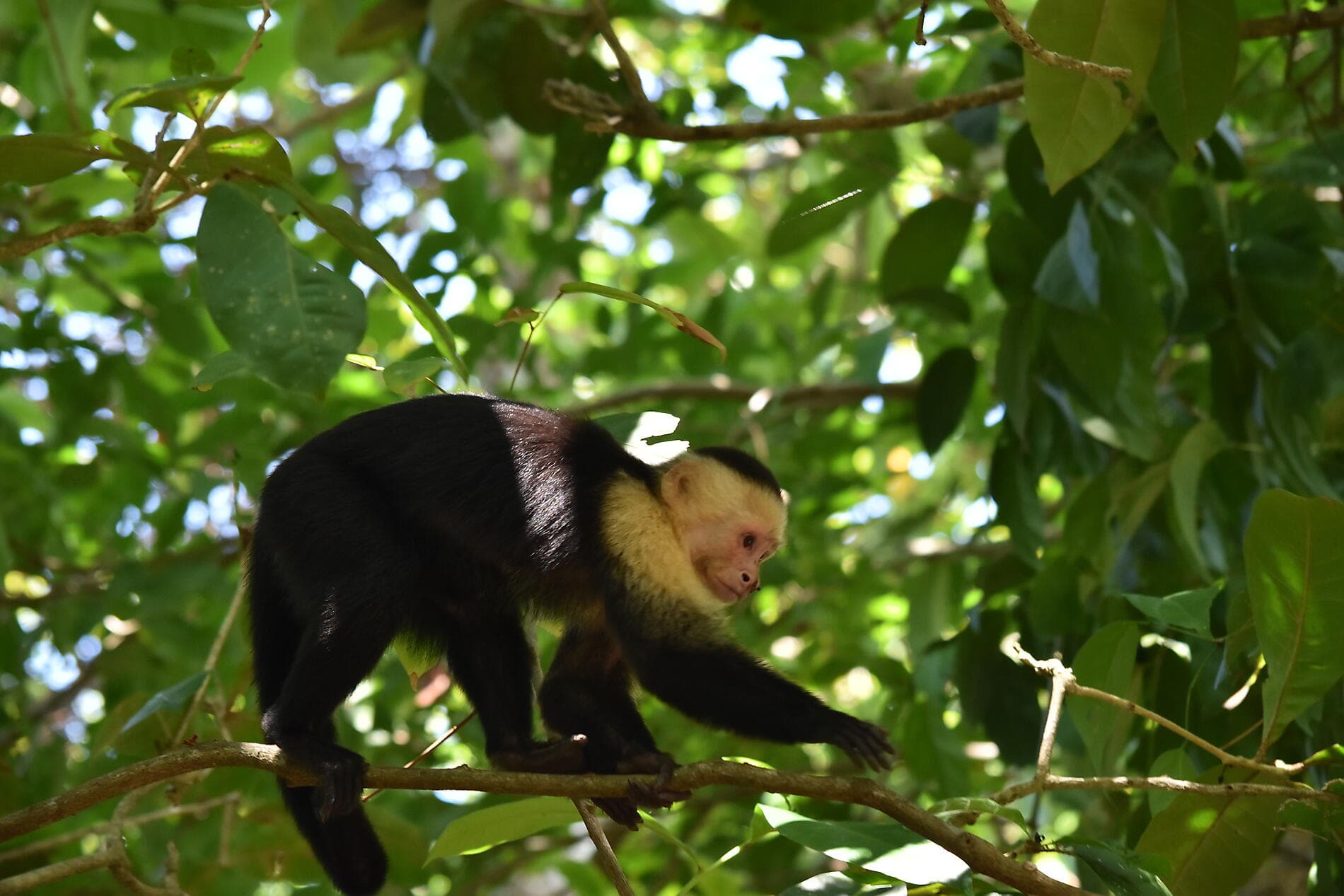 Natural sanctuaries & Caribbean encounters 