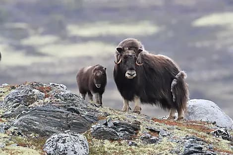 2 Sept 25 - Port Leopold, Nunavut