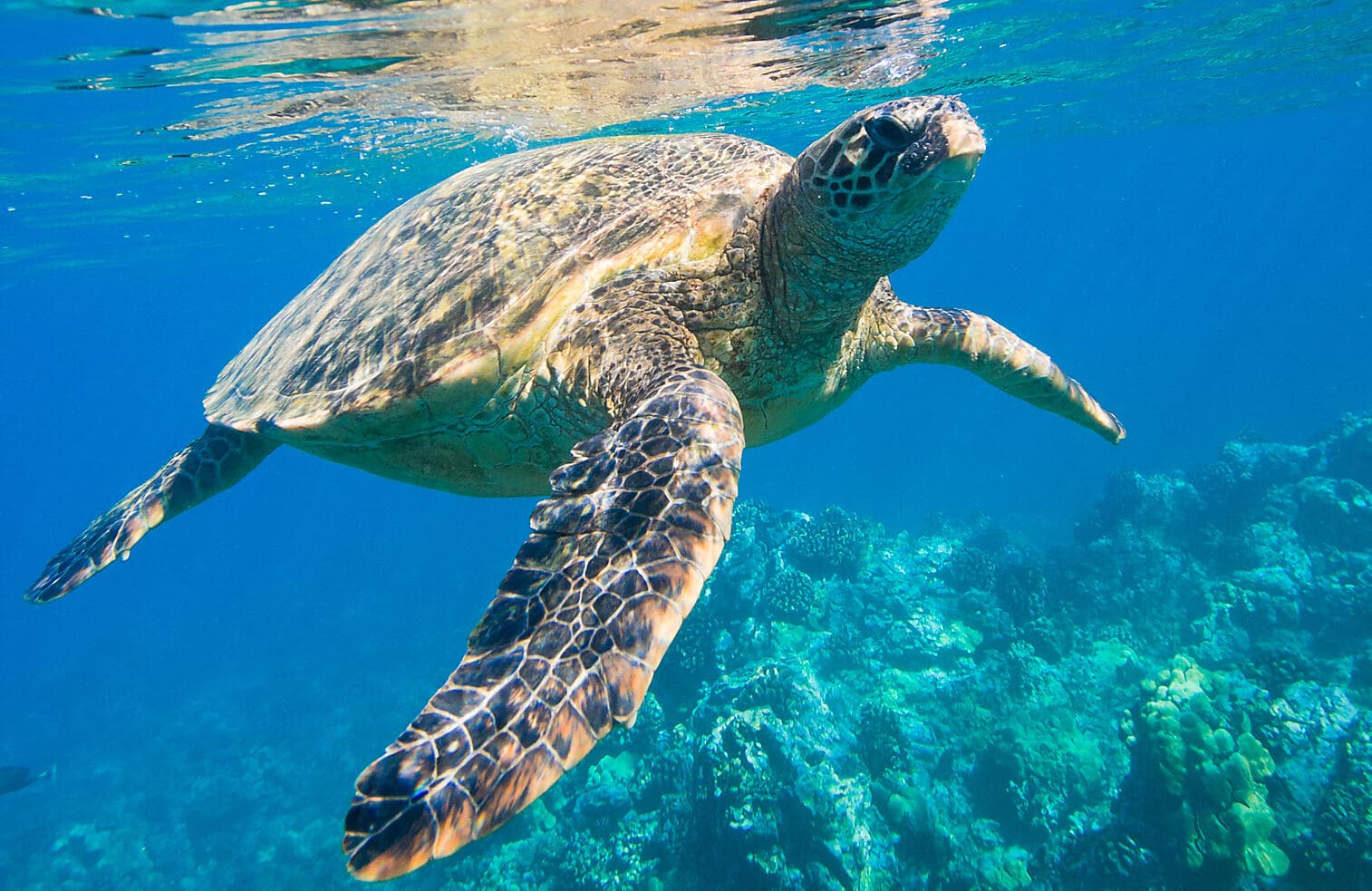 Zanzibar, Aldabra & the treasures of the Indian Ocean 