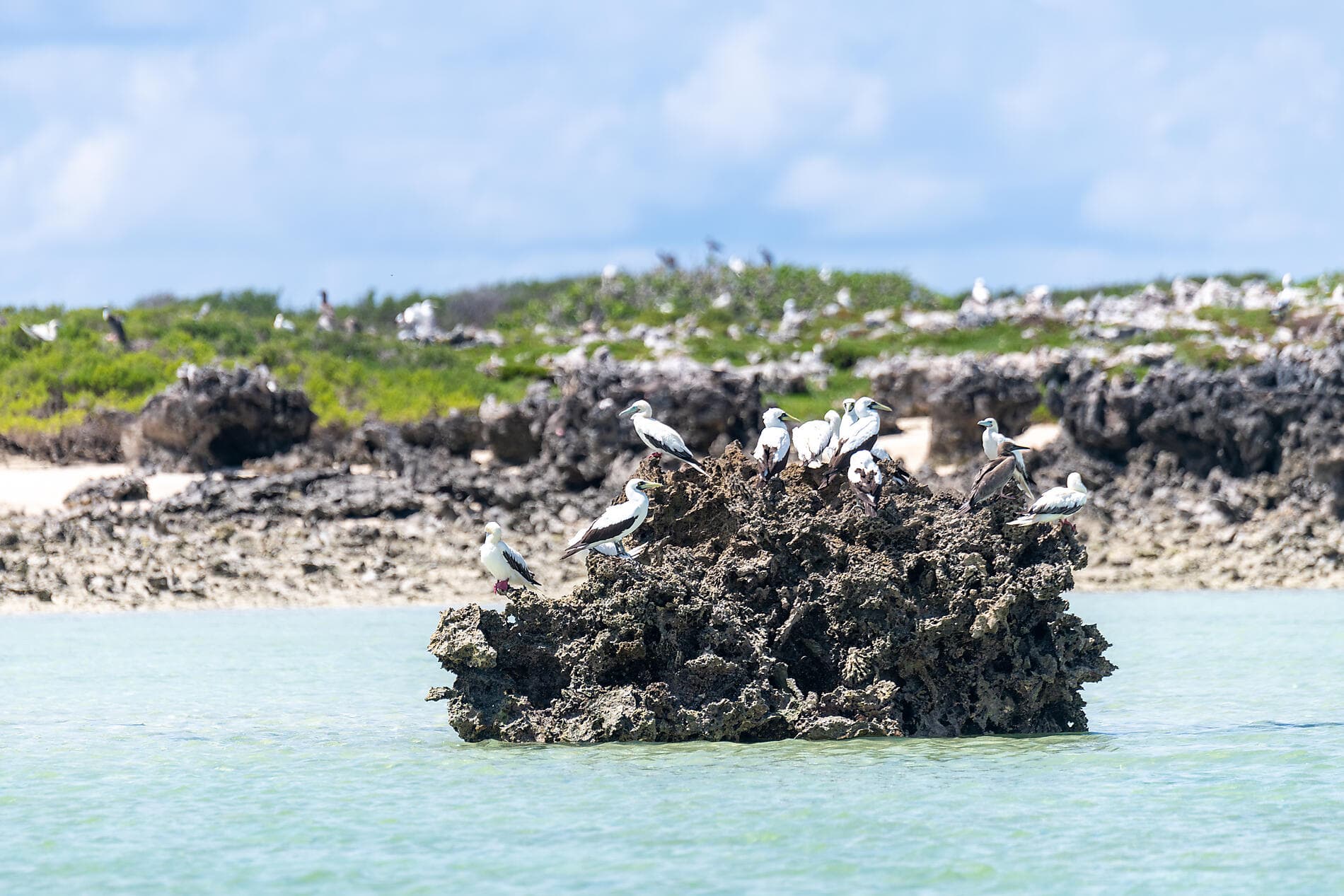 Zanzibar, Aldabra & the treasures of the Indian Ocean 