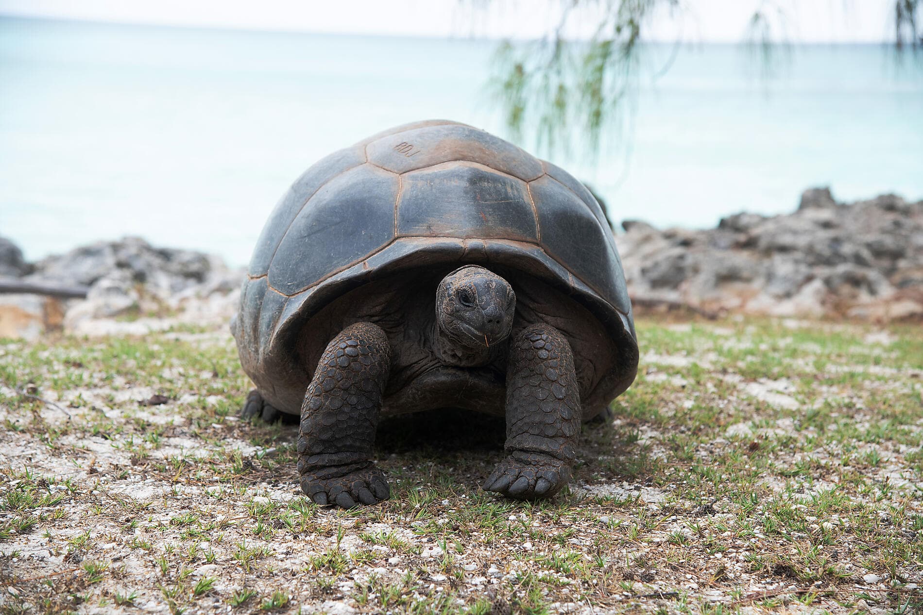 Zanzibar, Aldabra & the treasures of the Indian Ocean 