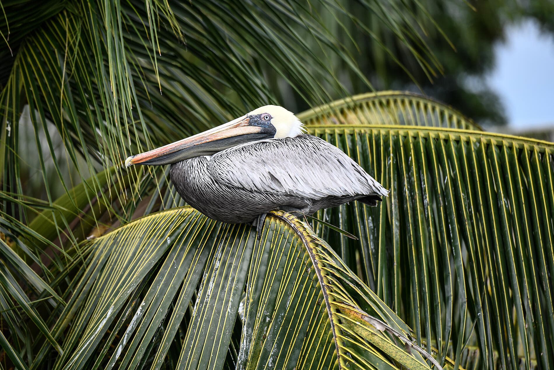 A Tropical Odyssey in Central America 