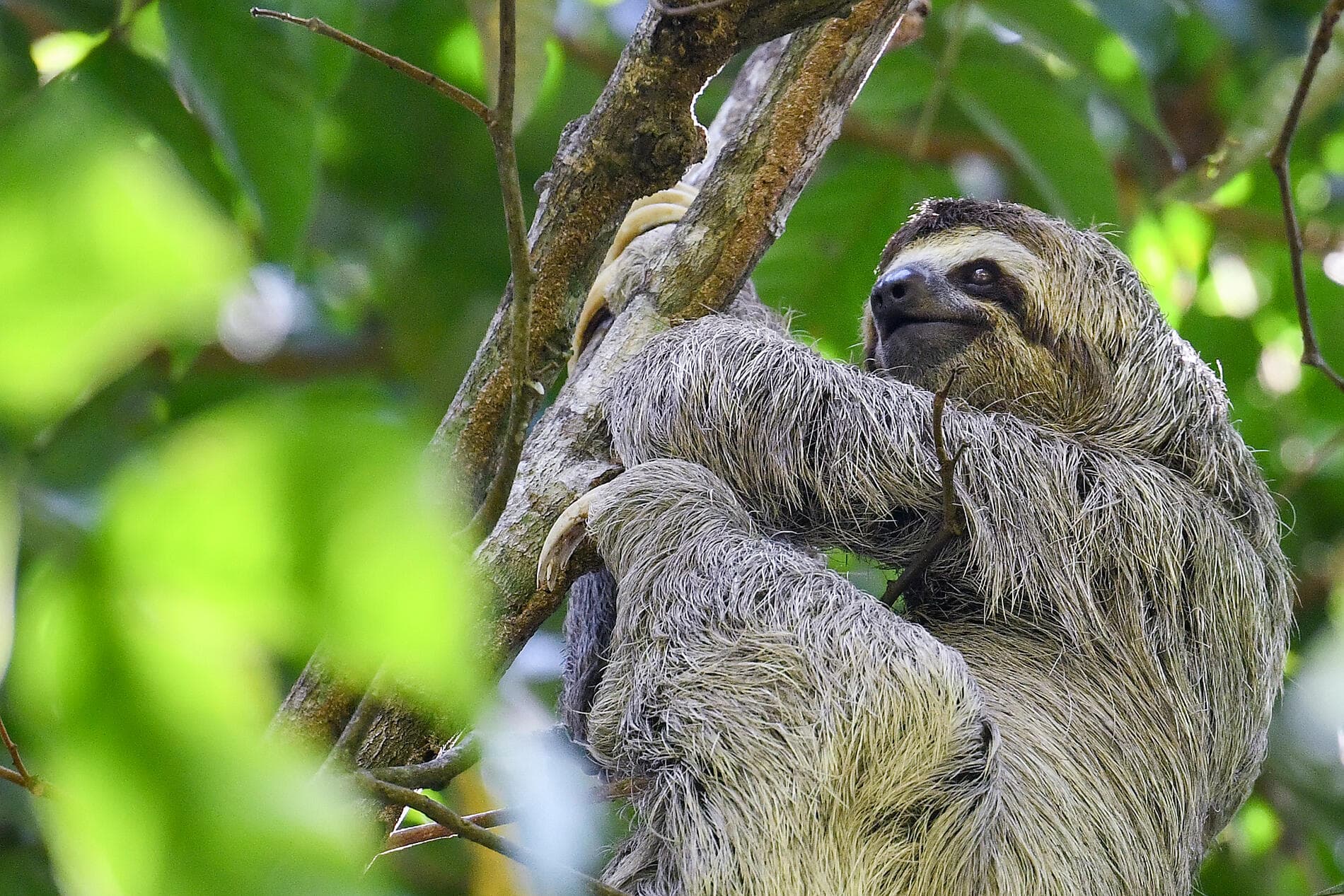 A Tropical Odyssey in Central America 