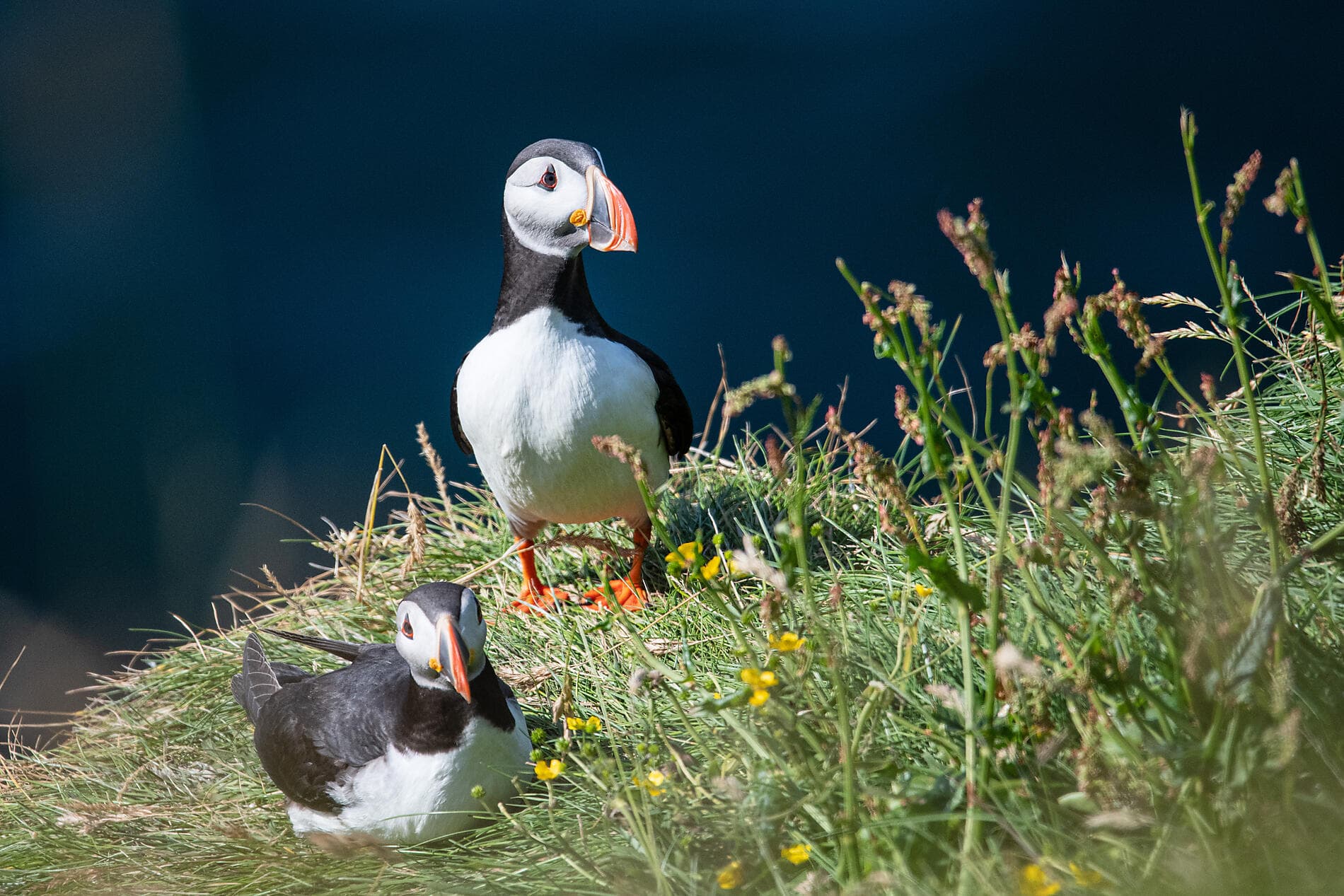 Icelandic nature and traditions 