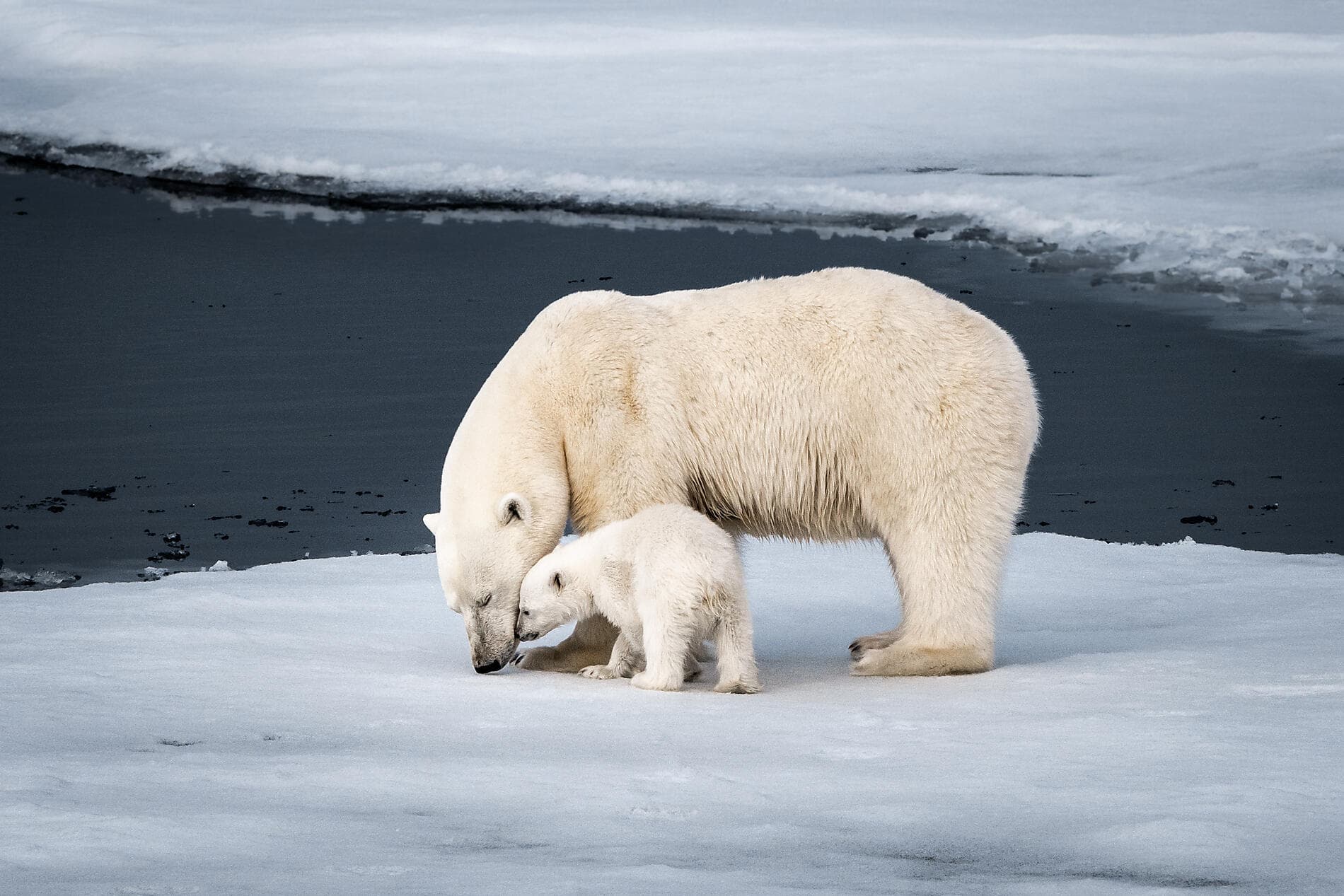 In the ice of the Arctic, from Svalbard to Greenland 