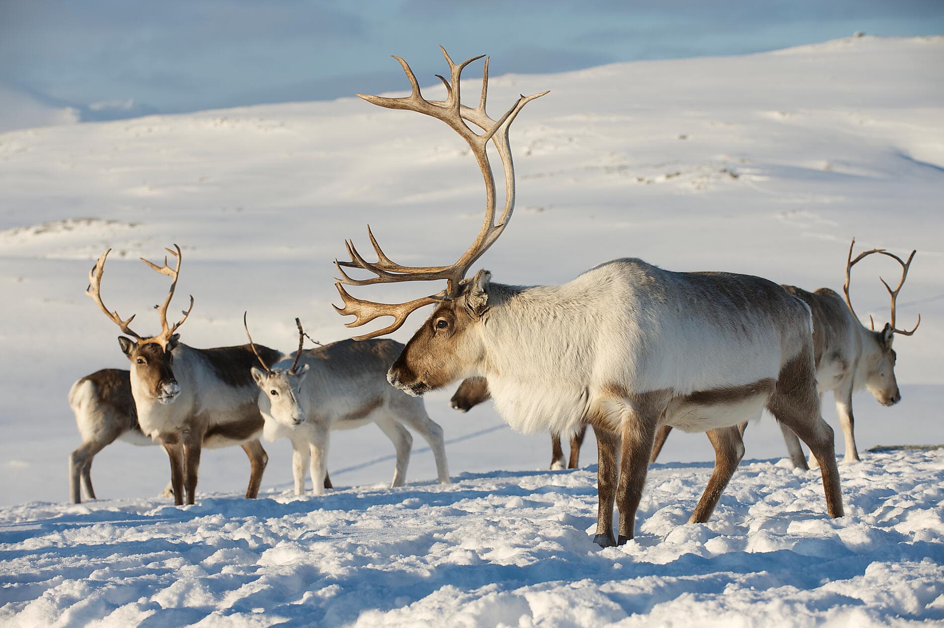 Nordic Discoveries & Traditions 