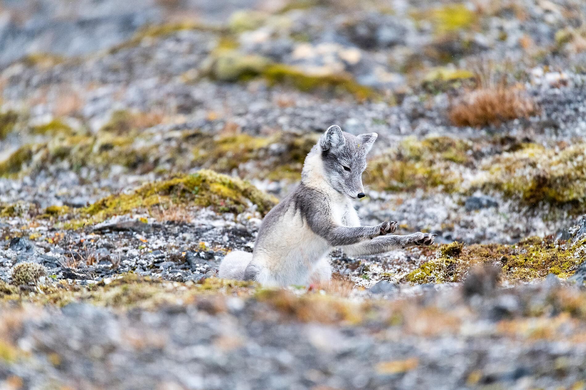 From Svalbard to Iceland: A Polar Odyssey 