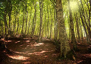 Hike in the Gambarie d’Aspromonte forest
