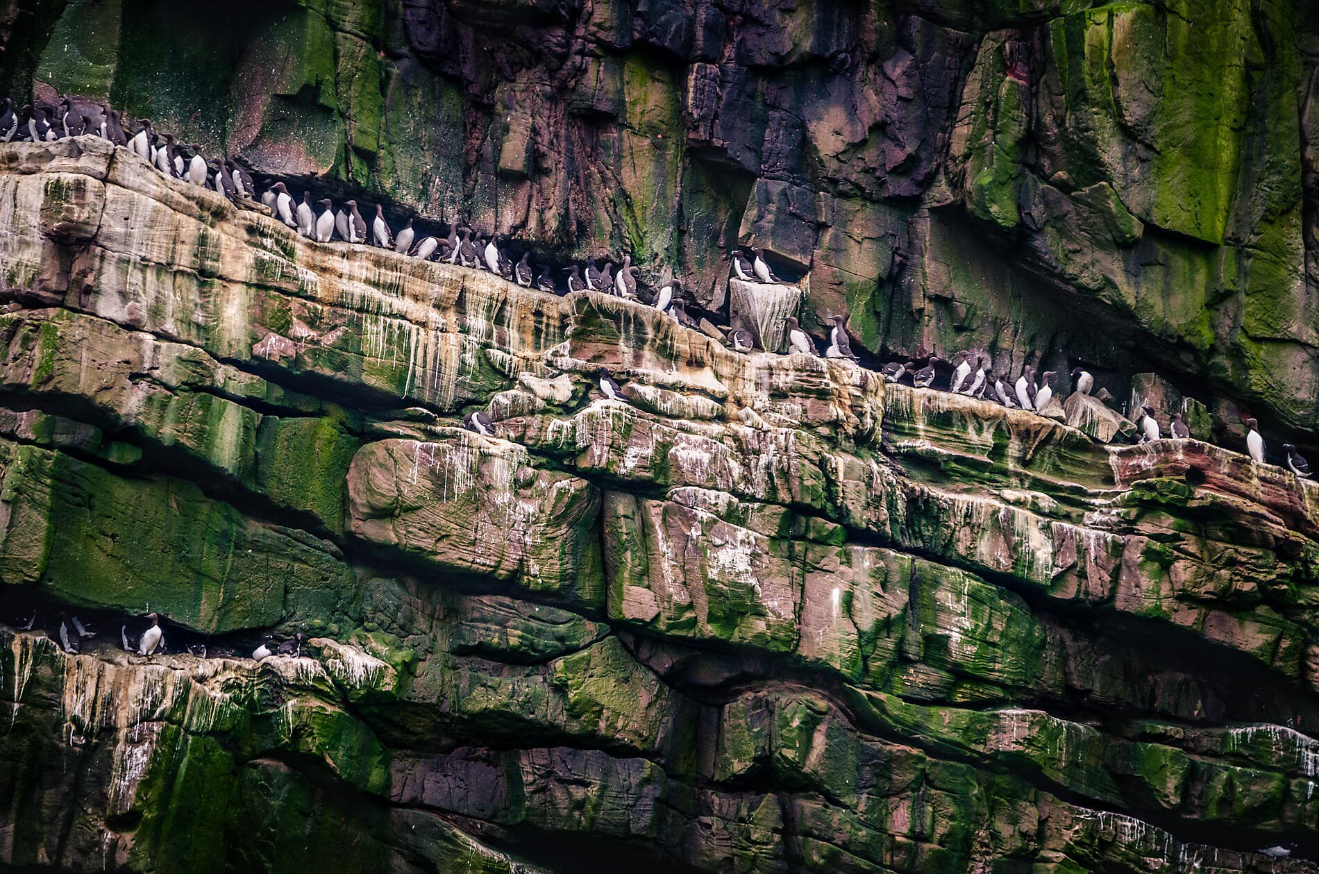 Scottish archipelagos and the Faroe Islands: Nordic heritage and island identities 